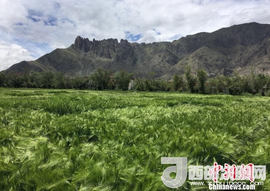 2017年西藏青稞總產(chǎn)量達(dá)到79萬(wàn)噸，占糧食總產(chǎn)量的77%。圖為西藏青稞?！⊥跤窳?攝