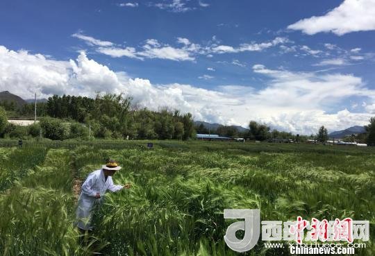 西藏與9家國(guó)家重點(diǎn)實(shí)驗(yàn)室合力促青稞增產(chǎn)、牦牛育肥