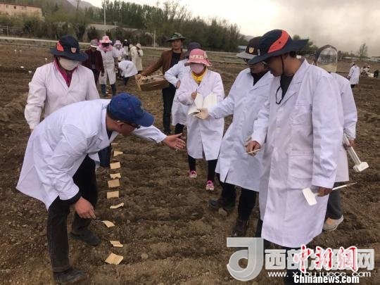 圖為研究員實(shí)地調(diào)研青稞生長(zhǎng)土壤。　王玉林 攝