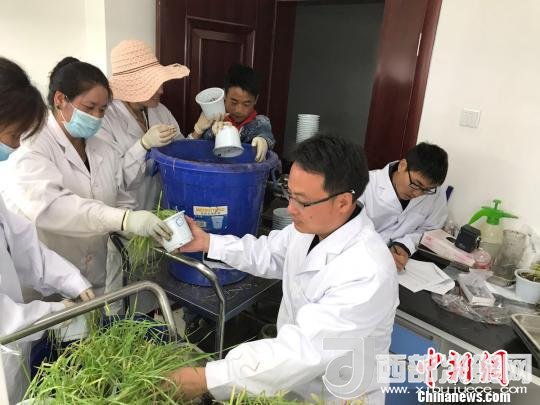 圖為研究員正在調(diào)查青稞感染白粉病情況?！⊥跤窳?攝