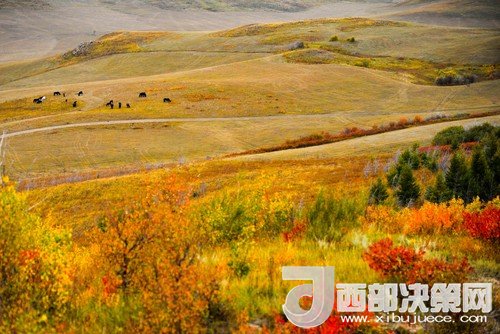 錫林郭勒草原國(guó)家級(jí)自然保護(hù)區(qū)。吳勇攝