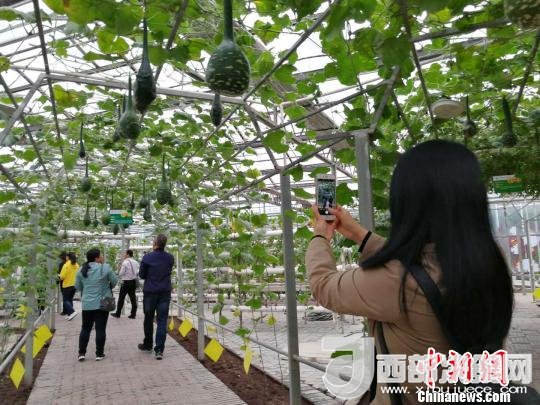 山西省郵政管理局積極推動(dòng)“一市一品”農(nóng)特產(chǎn)品進(jìn)城項(xiàng)目。 資料圖 楊杰英 攝