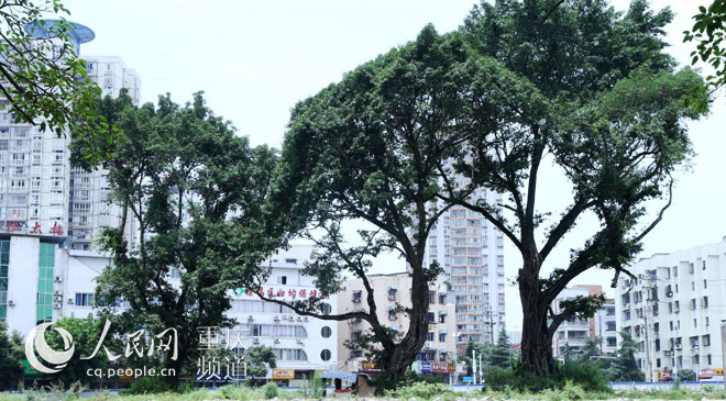 黃桷樹廣場(chǎng)正在建設(shè)中。王嫚 攝