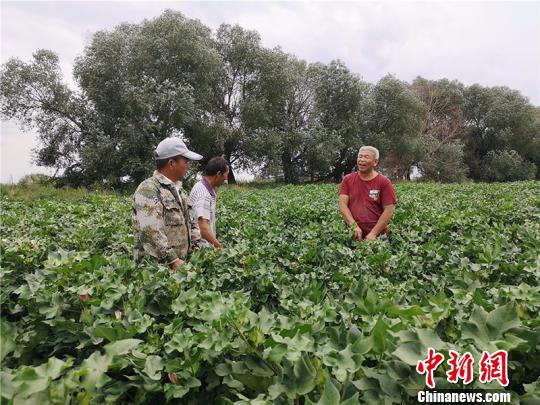 遠改忠在棉花地里為連隊職工分享種植經(jīng)驗。　安媛杰 攝
