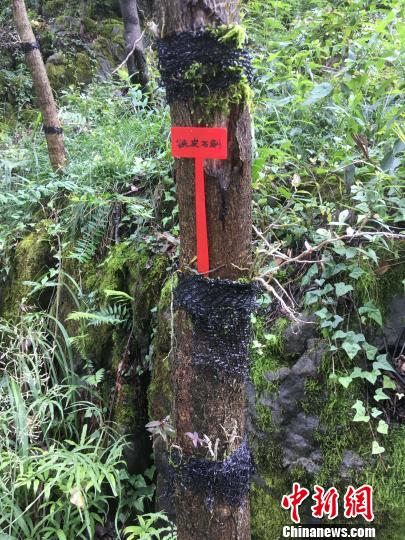 貴州同威生物科技有限公司鐵皮石斛種植?！≈軏?攝