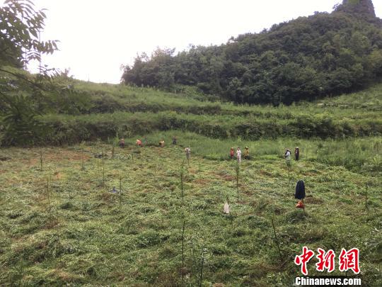 貴州同威生物科技有限公司天麻種植基地?！≈軏?攝