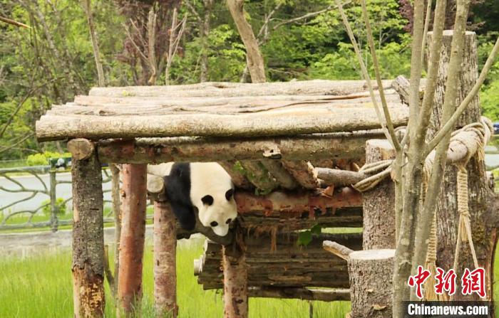 九寨溝熊貓園里的大熊貓?！【耪瘻峡h委宣傳部提供 攝
